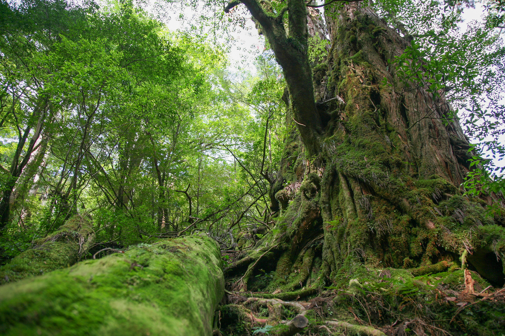 Yakushima forest